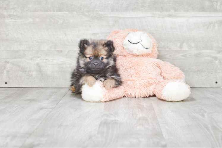 Pomeranian Puppy for Adoption