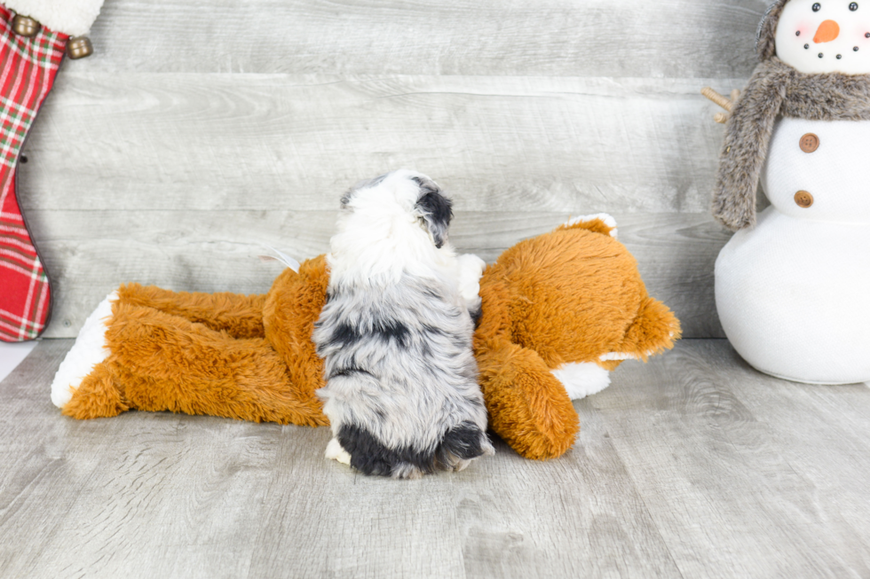 Mini Aussiedoodle Pup Being Cute