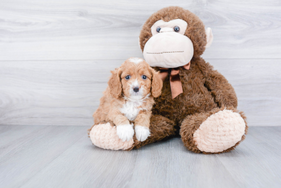 Best Cavapoo Baby