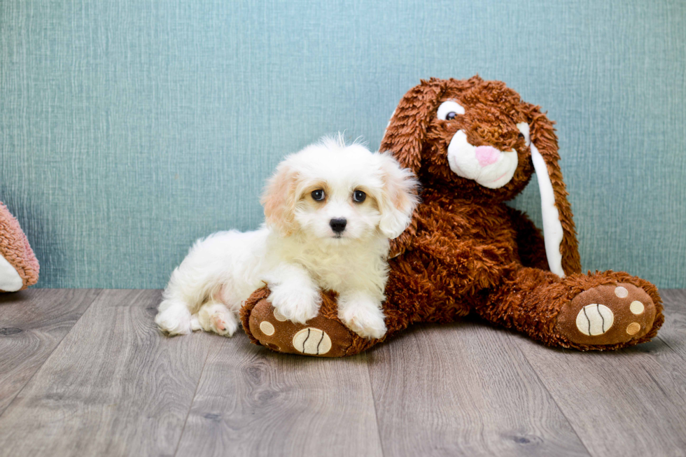 Friendly Cavachon Baby