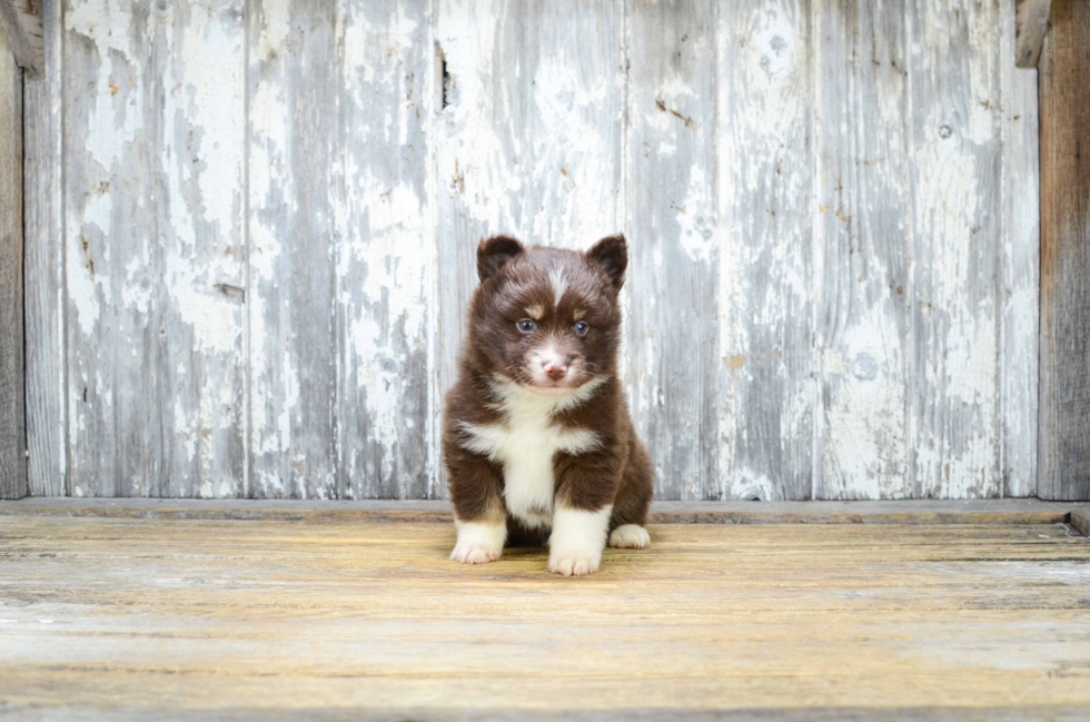 Happy Pomsky Baby