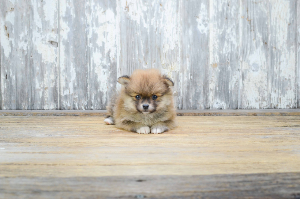 Adorable Pomeranian Purebred Puppy