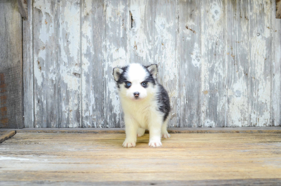 Pomsky Puppy for Adoption