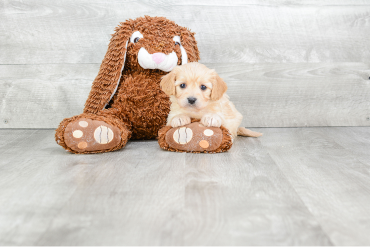 Cavachon Puppy for Adoption