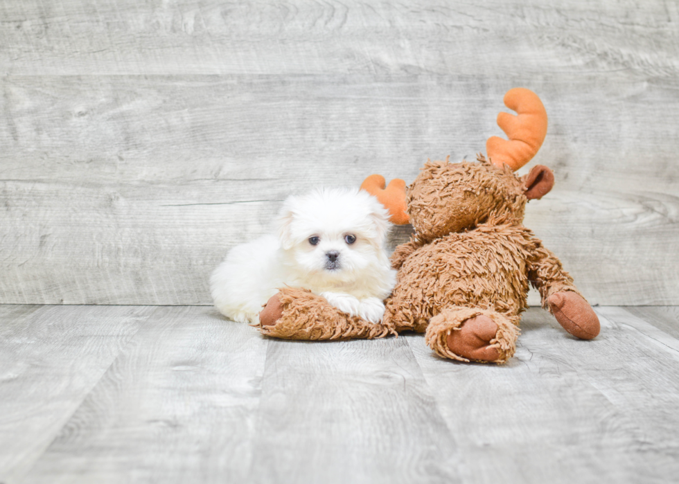 Teddy Bear Pup Being Cute