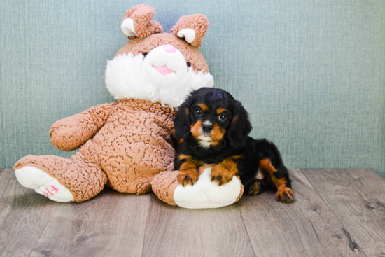 Little Cavalier King Charles Spaniel Purebred Pup