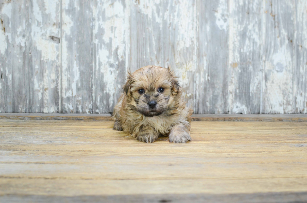 Playful Yorkie Designer Puppy