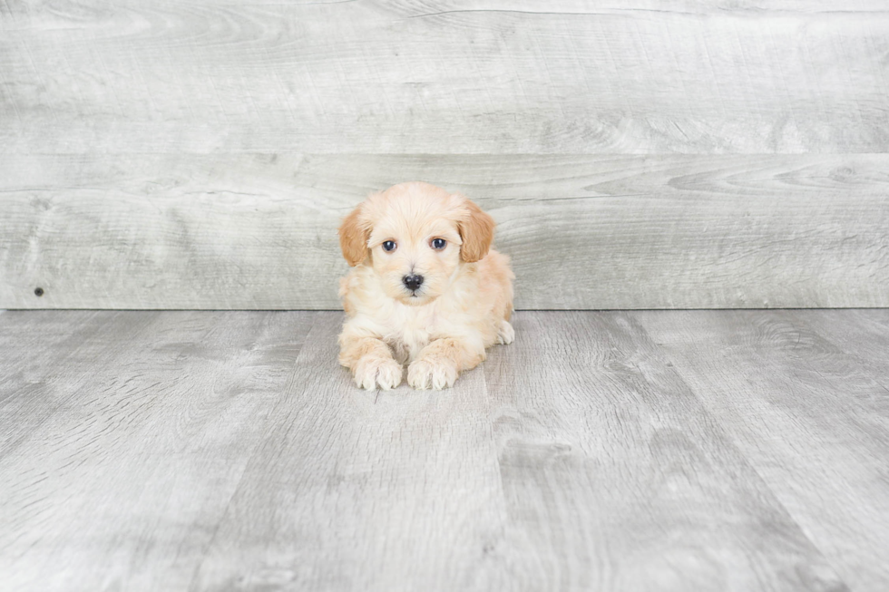 Petite Maltipoo Poodle Mix Pup