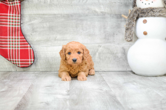 Smart Mini Goldendoodle Poodle Mix Pup