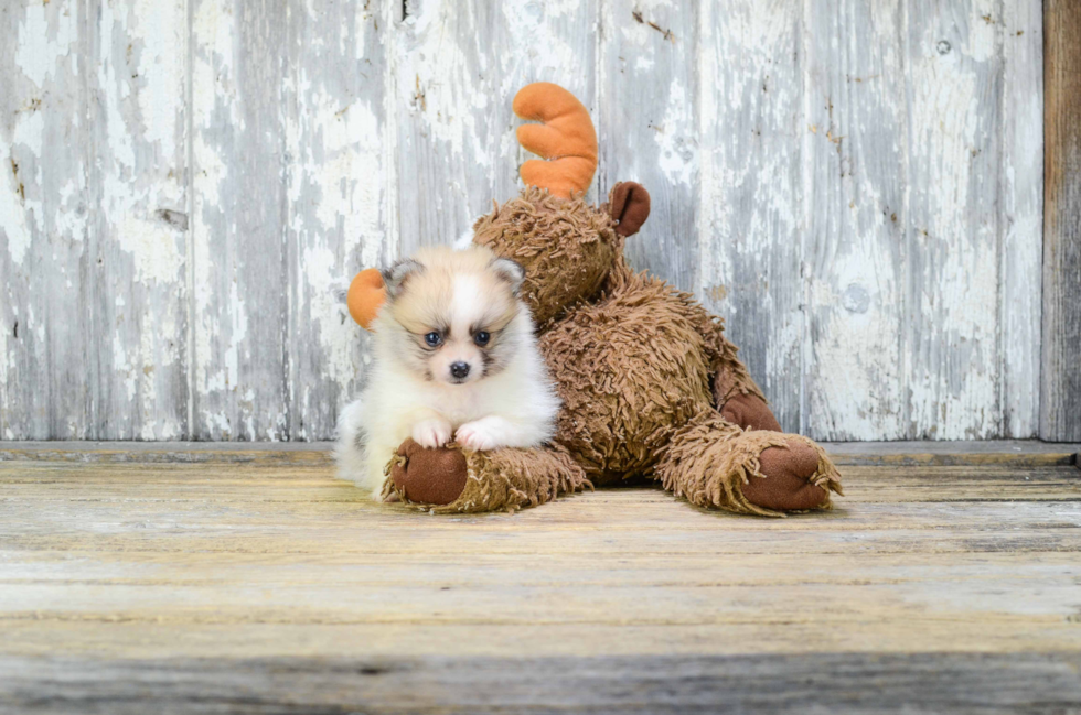 Pomeranian Puppy for Adoption