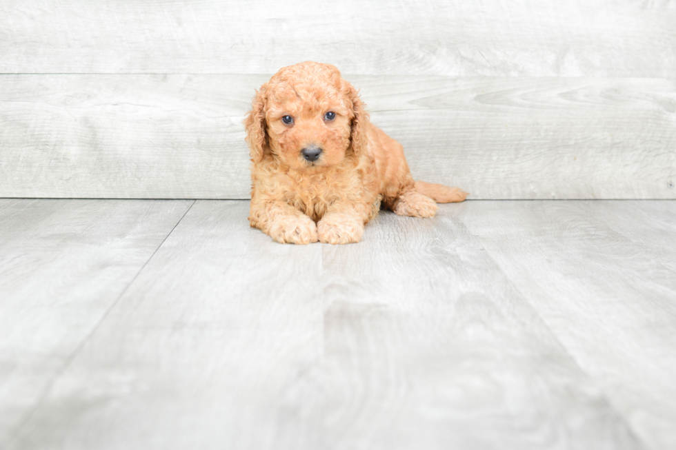 Friendly Mini Goldendoodle Baby