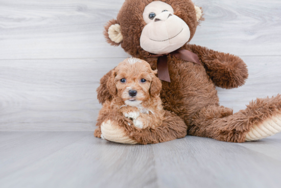 Hypoallergenic Cavoodle Poodle Mix Puppy