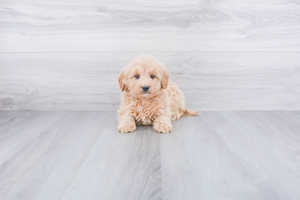 Best Mini Goldendoodle Baby