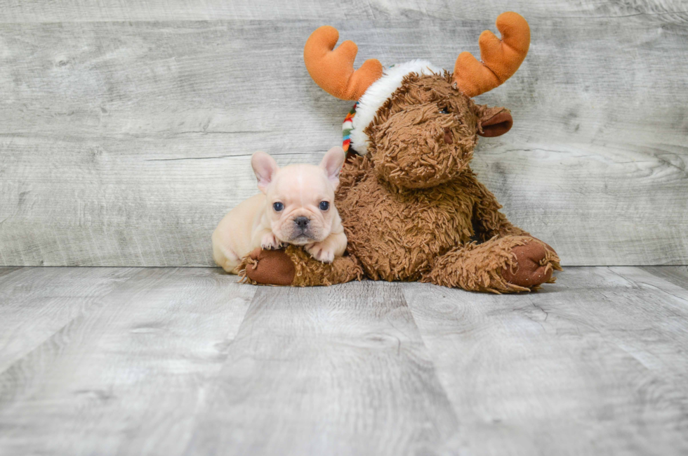 Best French Bulldog Baby