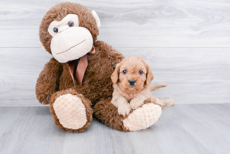 Small Cavapoo Baby