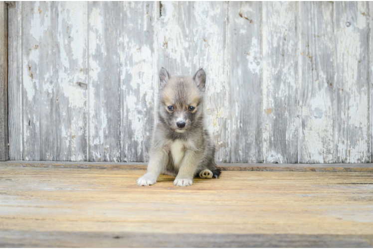 Popular Pomsky Designer Pup