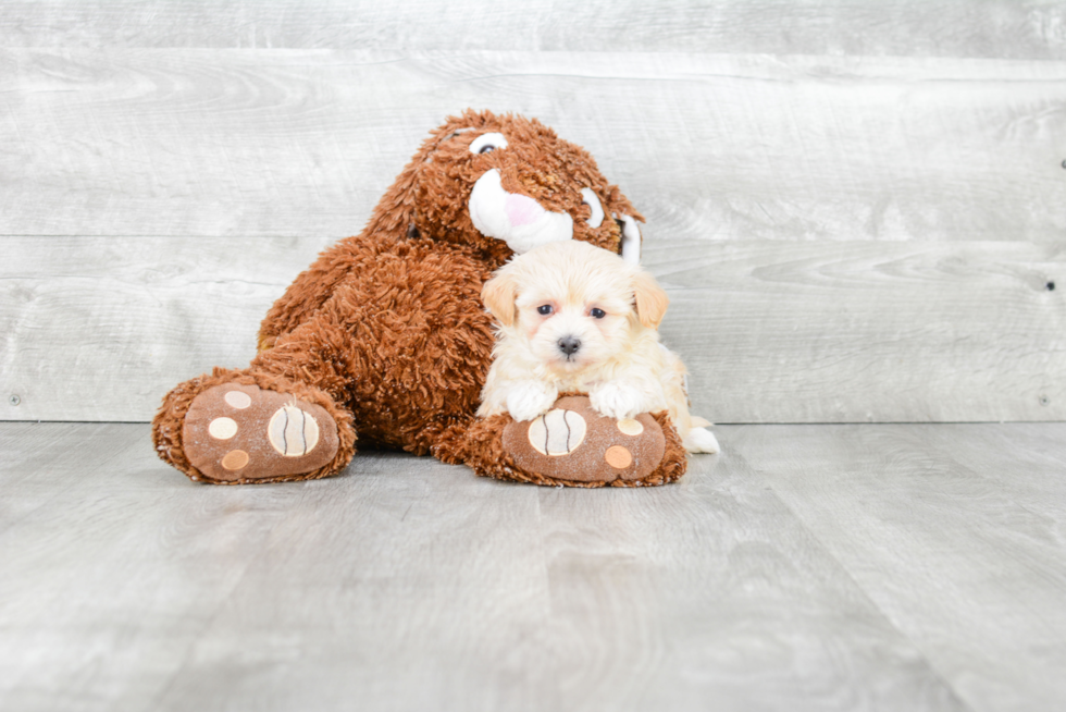 Little Maltepoo Poodle Mix Puppy