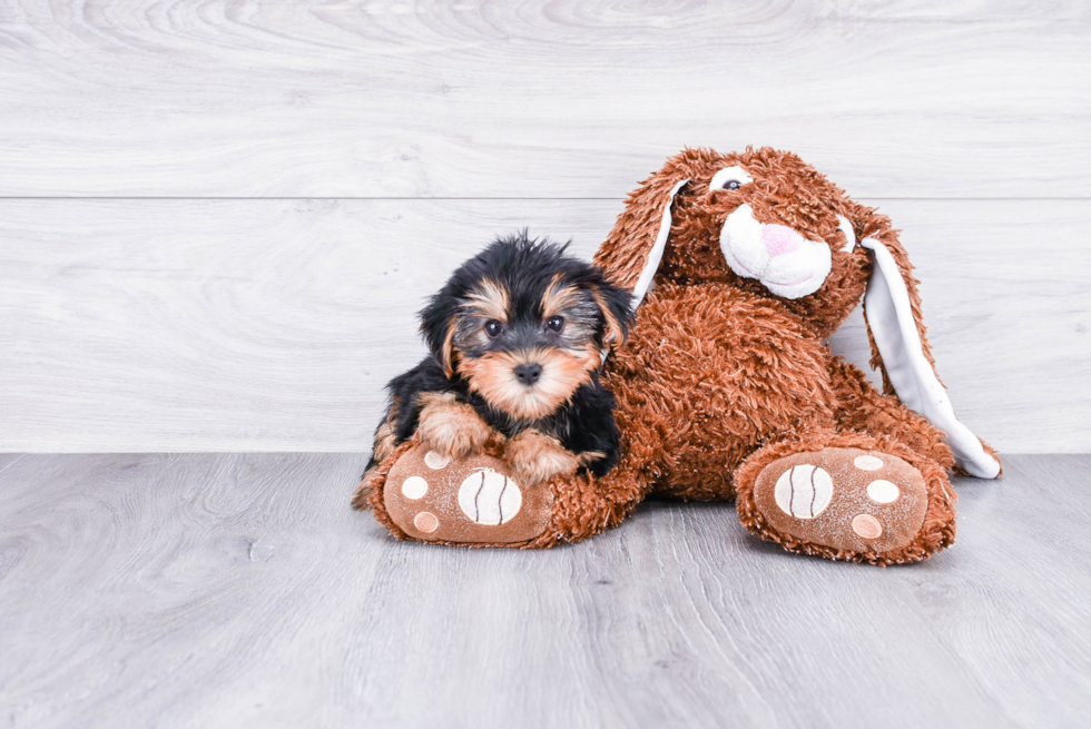 Meet Bella - our Yorkshire Terrier Puppy Photo 