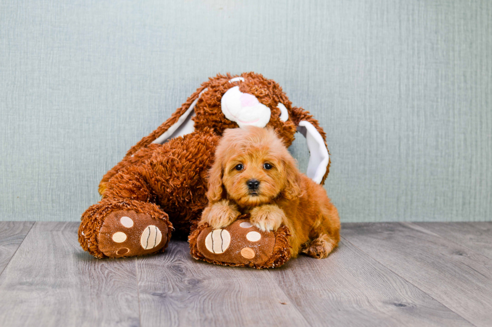 Playful Golden Retriever Poodle Mix Puppy