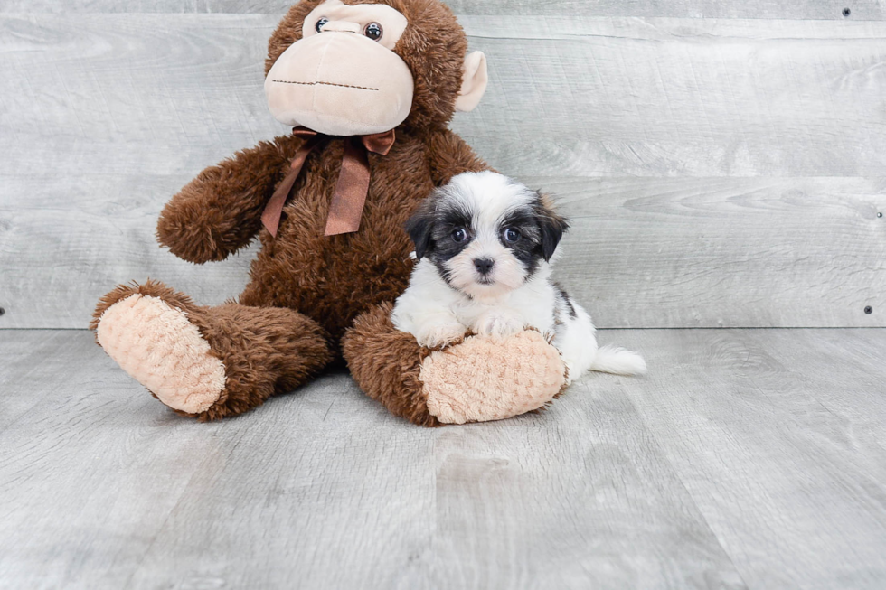 Teddy Bear Pup Being Cute