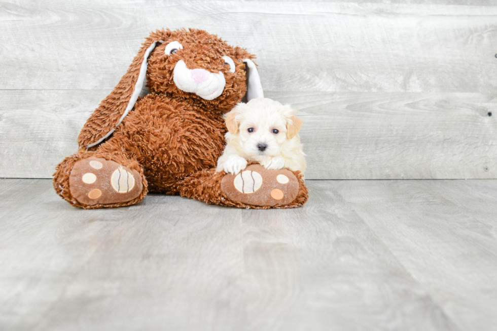 Maltipoo Pup Being Cute