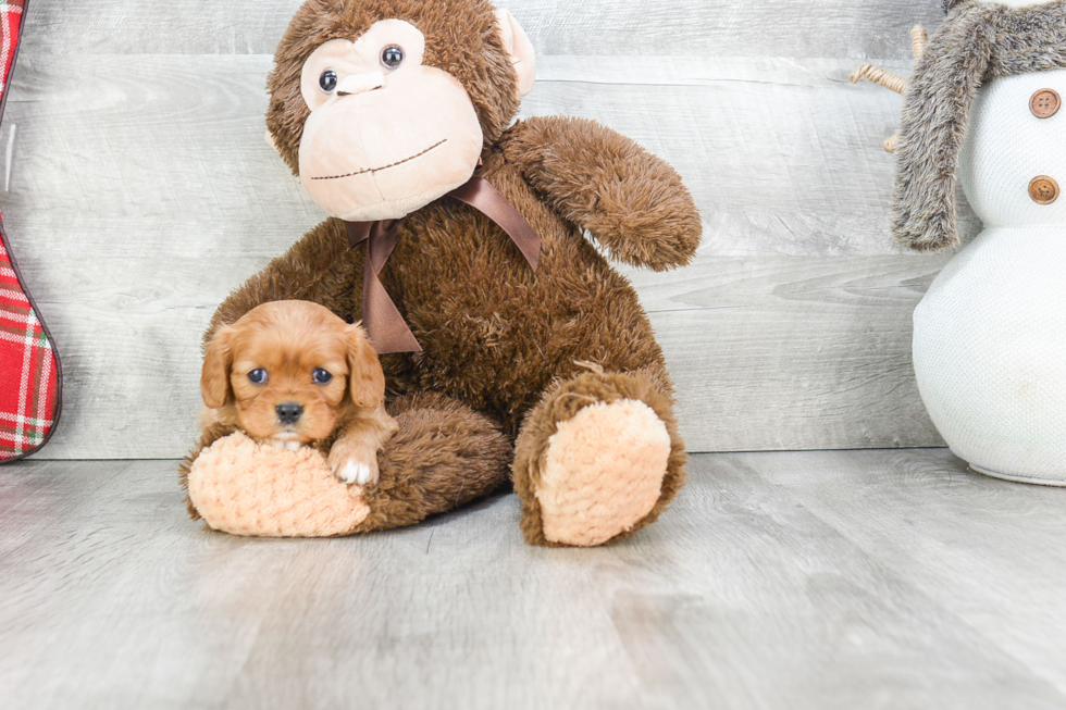 Cute Cavalier King Charles Spaniel Purebred Puppy