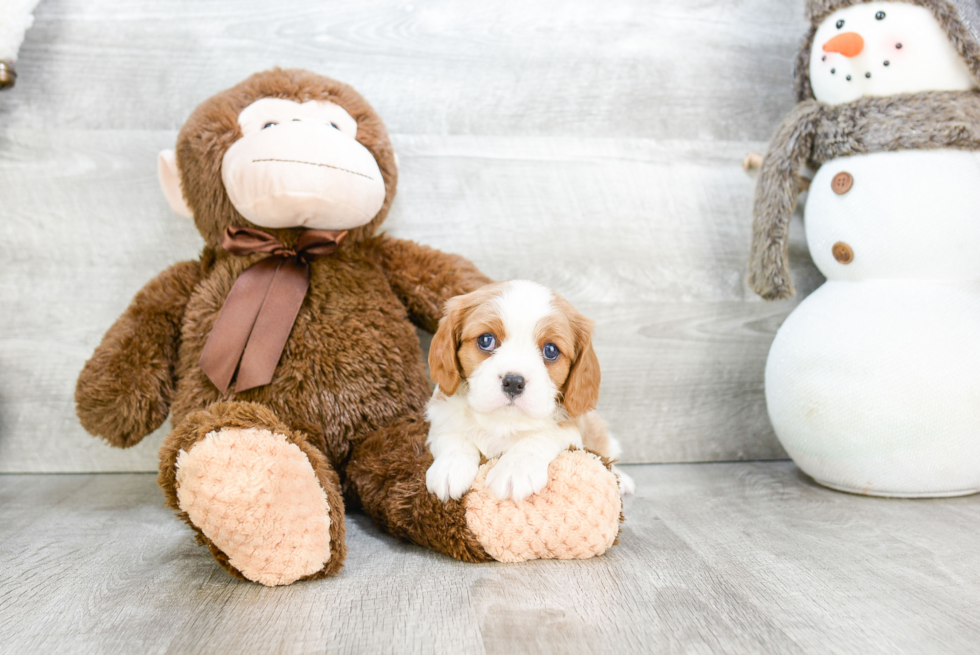 Funny Cavalier King Charles Spaniel Purebred Pup