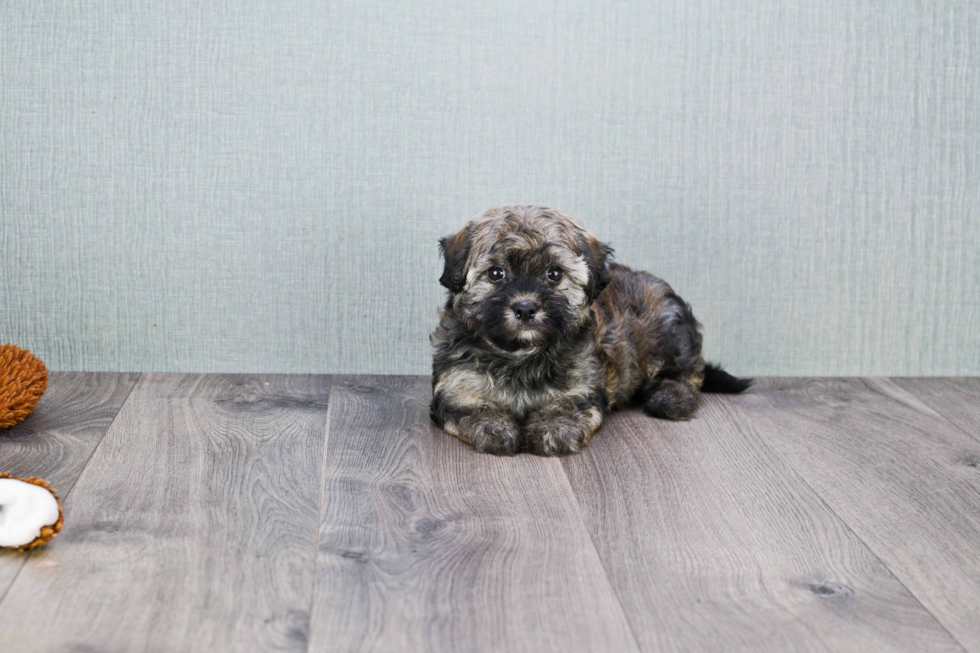 Smart Havanese Purebred Puppy