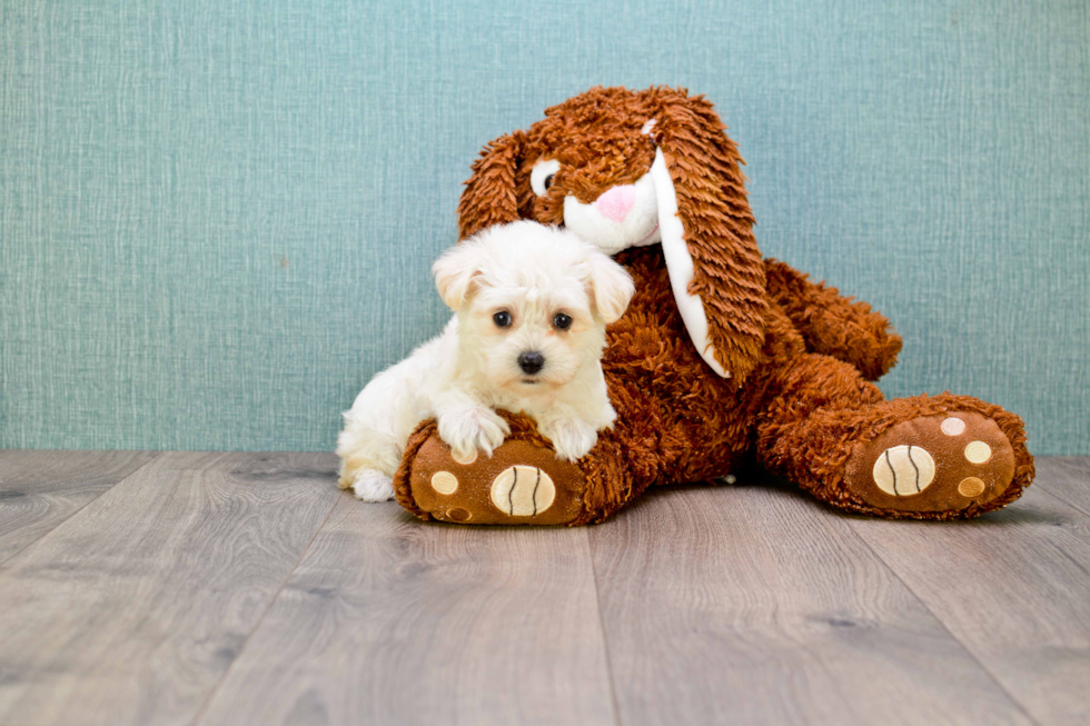 Small Maltipoo Baby