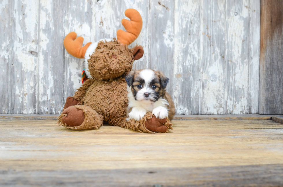 Sweet Teddy Bear Baby