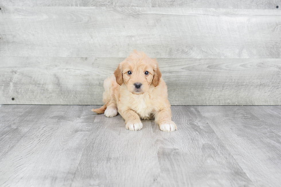 Happy Mini Goldendoodle Baby