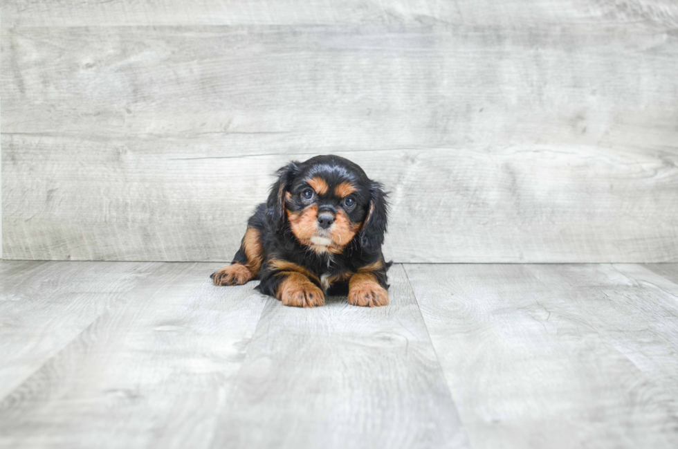 Cavalier King Charles Spaniel Pup Being Cute