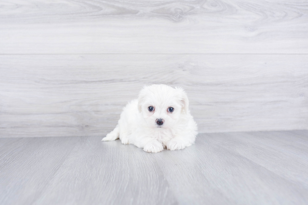 Playful Maltese Poodle Poodle Mix Puppy