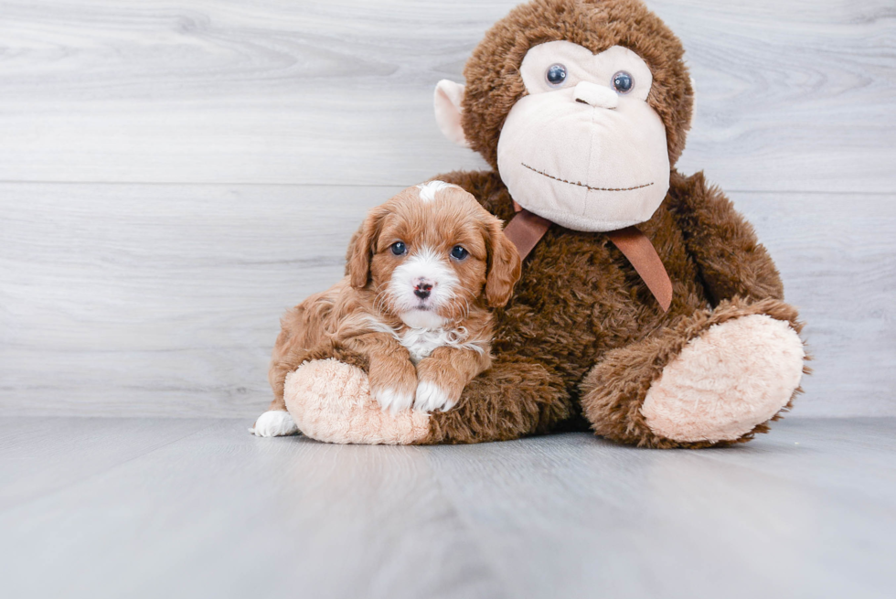 Smart Cavapoo Poodle Mix Pup