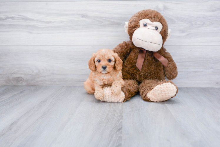 Friendly Cavapoo Baby