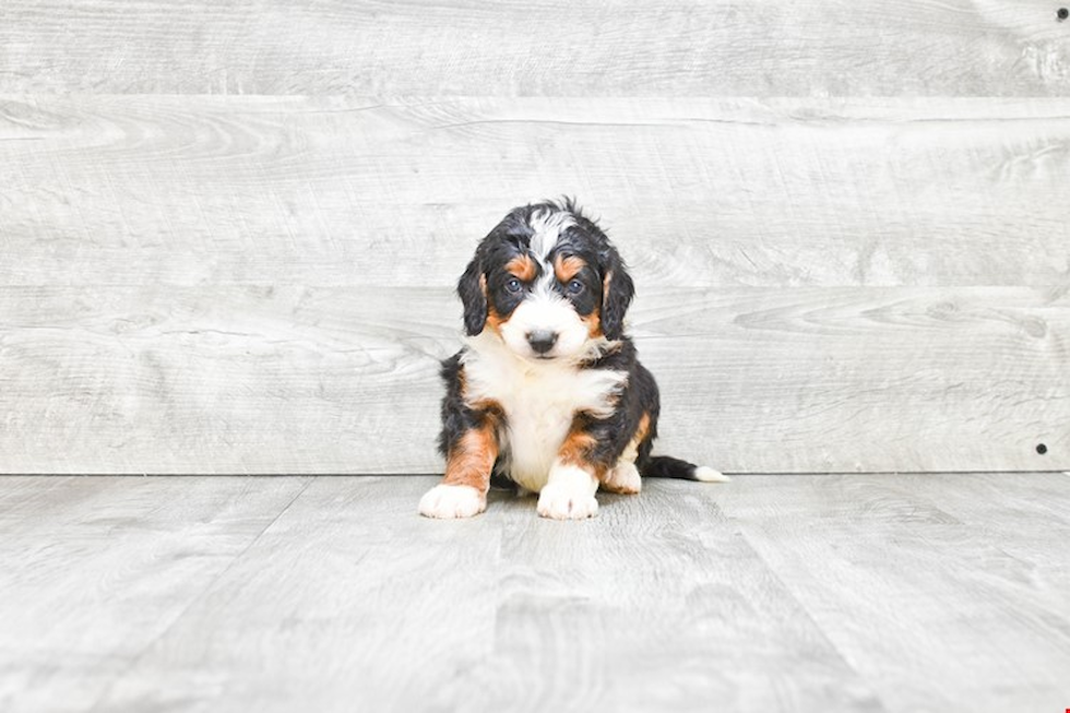 Adorable Bernadoodle Poodle Mix Puppy