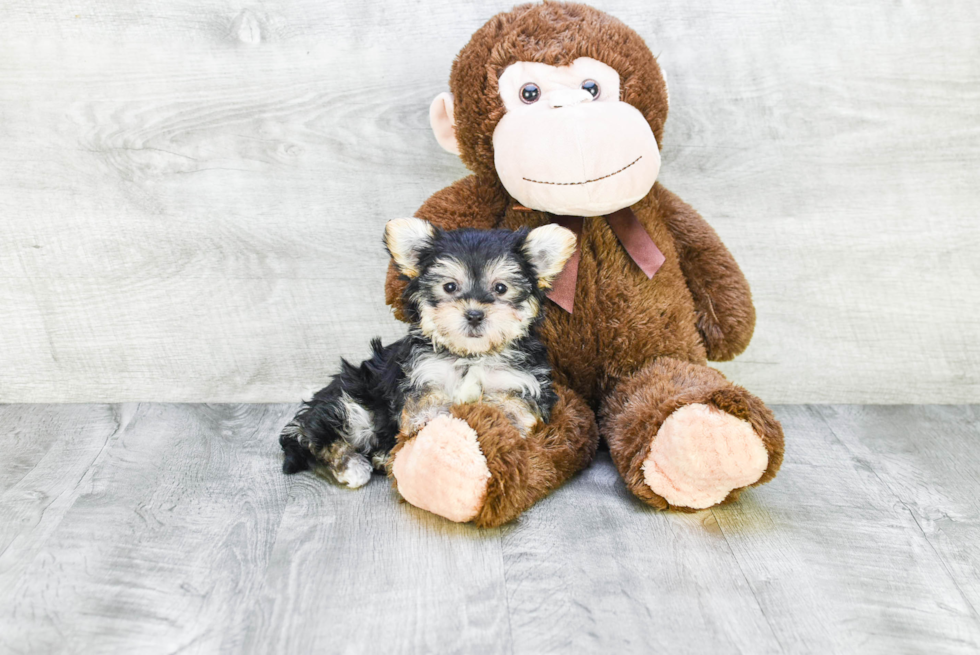 Morkie Pup Being Cute