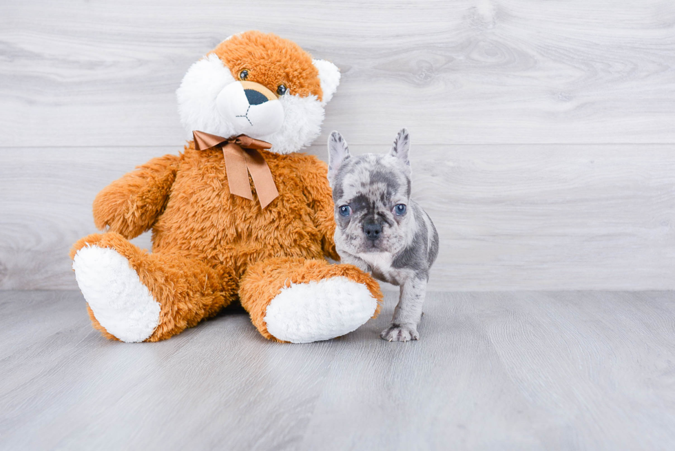 Energetic Frenchie Purebred Puppy