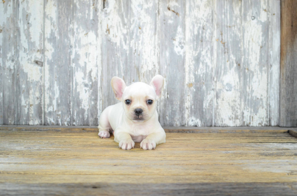 Akc Registered French Bulldog Purebred Pup