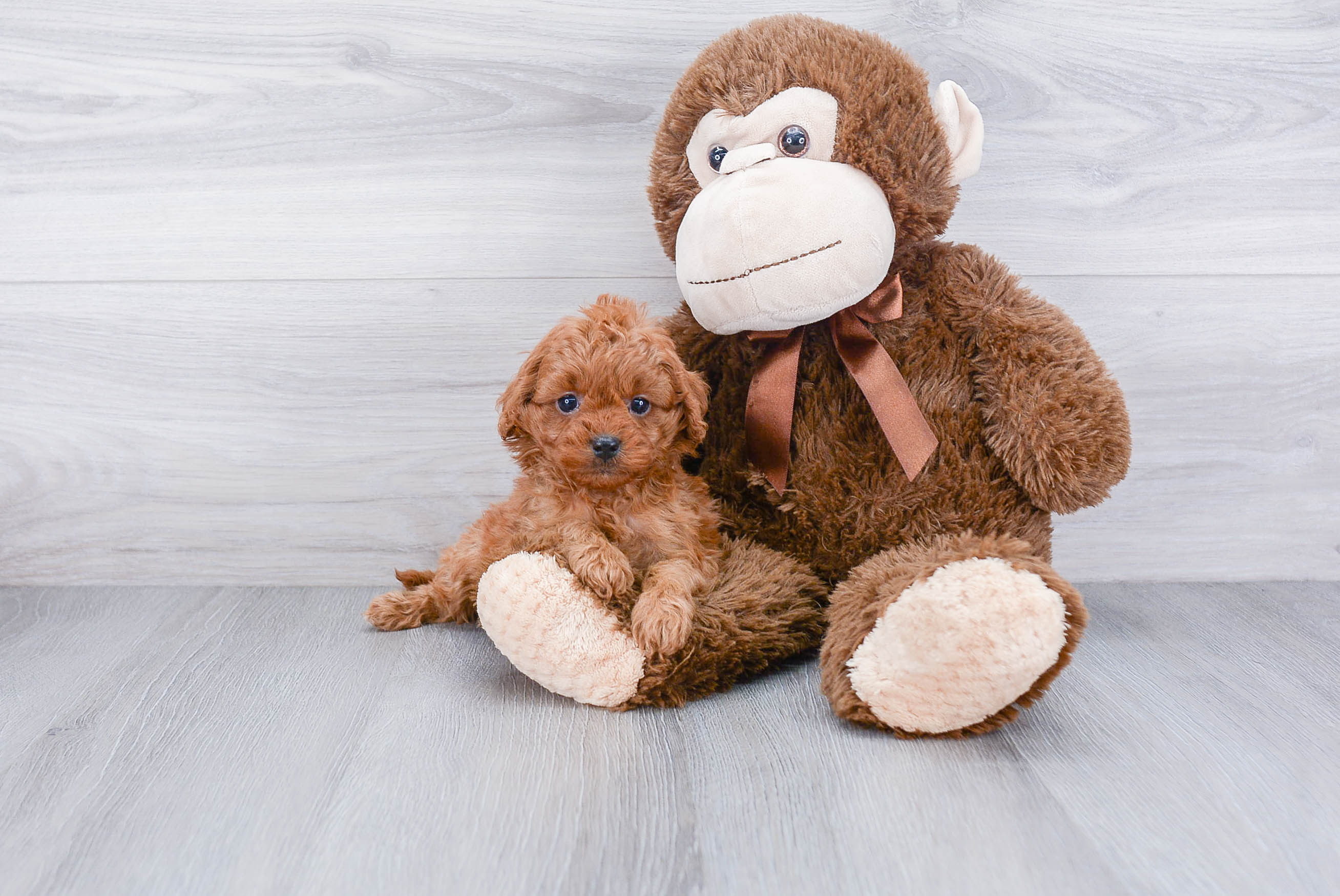 Cavapoo Puppy for Adoption