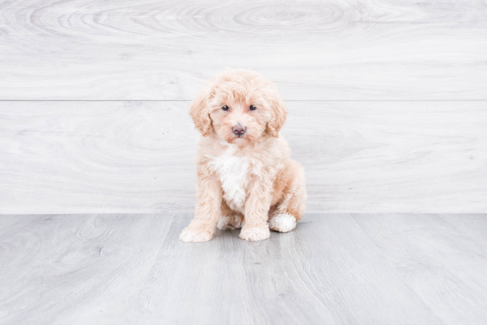 Small Mini Goldendoodle Baby