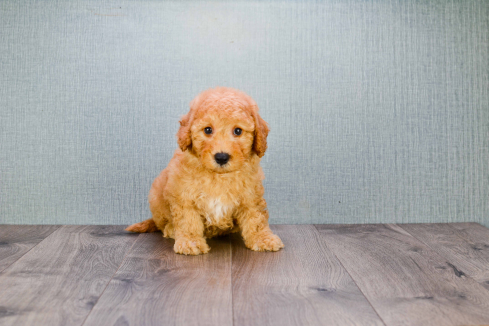 Best Mini Goldendoodle Baby