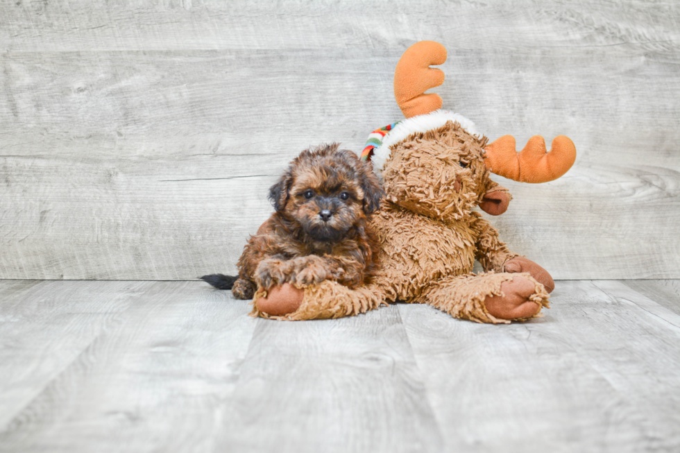 Happy Teddy Bear Baby