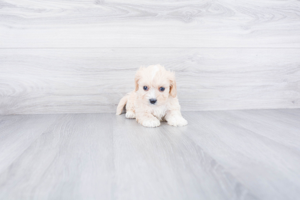 Cavachon Puppy for Adoption