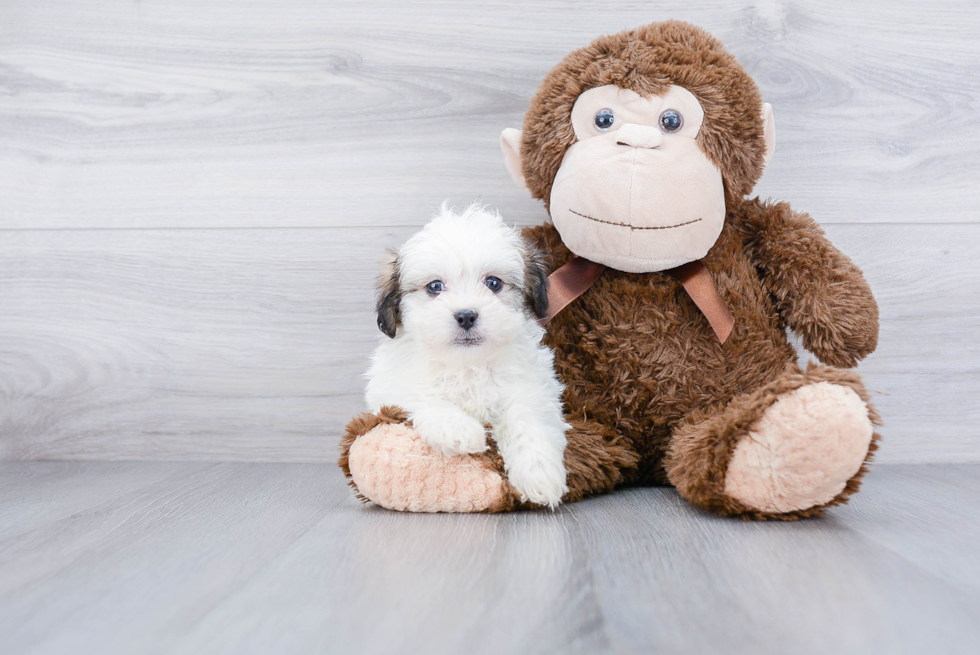 Fluffy Teddy Bear Designer Pup