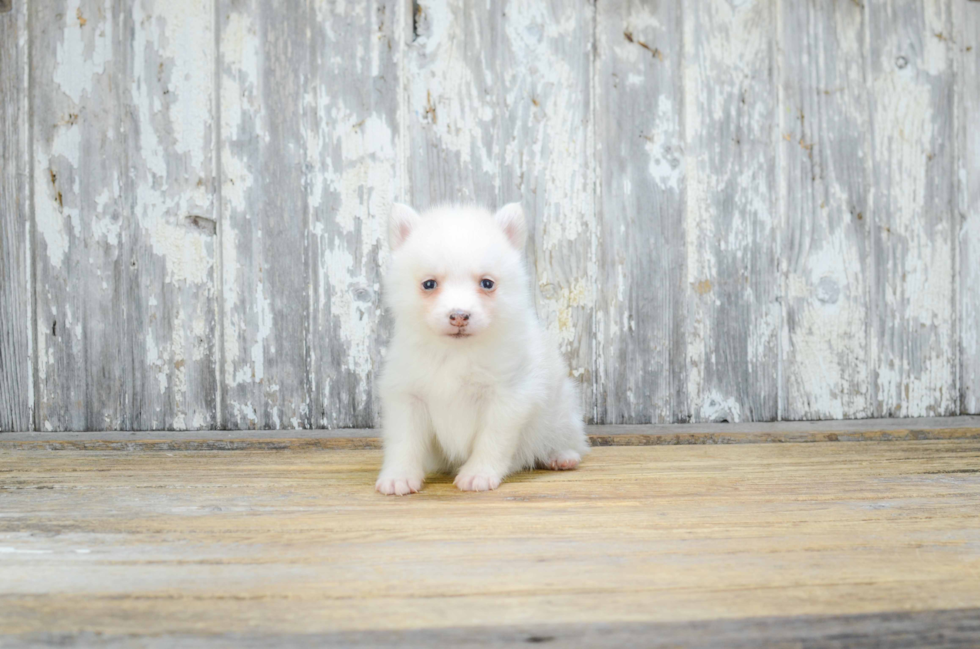 Pomsky Puppy for Adoption