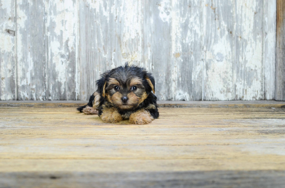 Popular Morkie Designer Pup