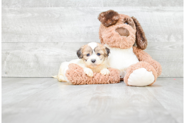 Teddy Bear Pup Being Cute