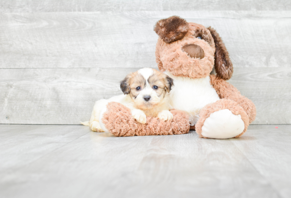 Teddy Bear Pup Being Cute