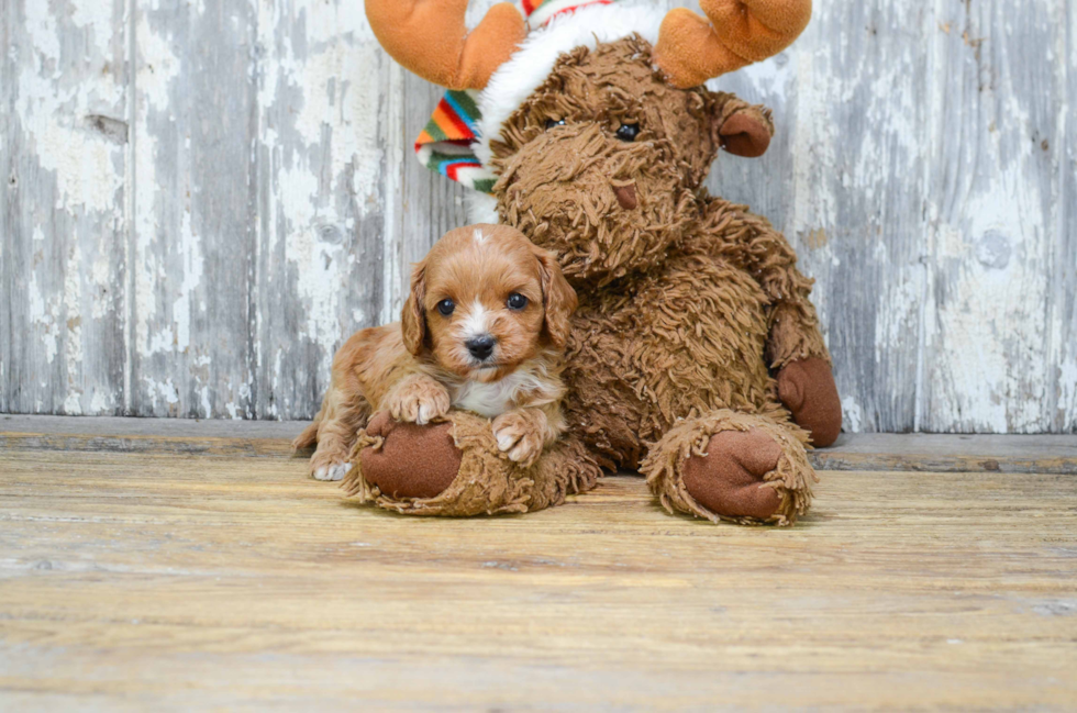 Friendly Cavapoo Baby